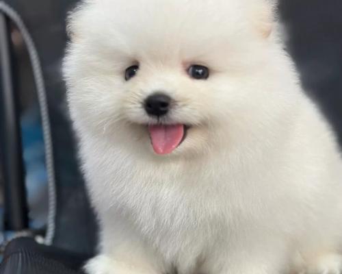 博美犬——人们喜欢的可爱小狗（探索博美犬的魅力与吸引力）