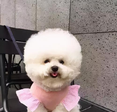 奇幻世界中的巴比熊犬百科（一颗会说话的棉花糖与你分享巴比熊犬的奇幻之旅）