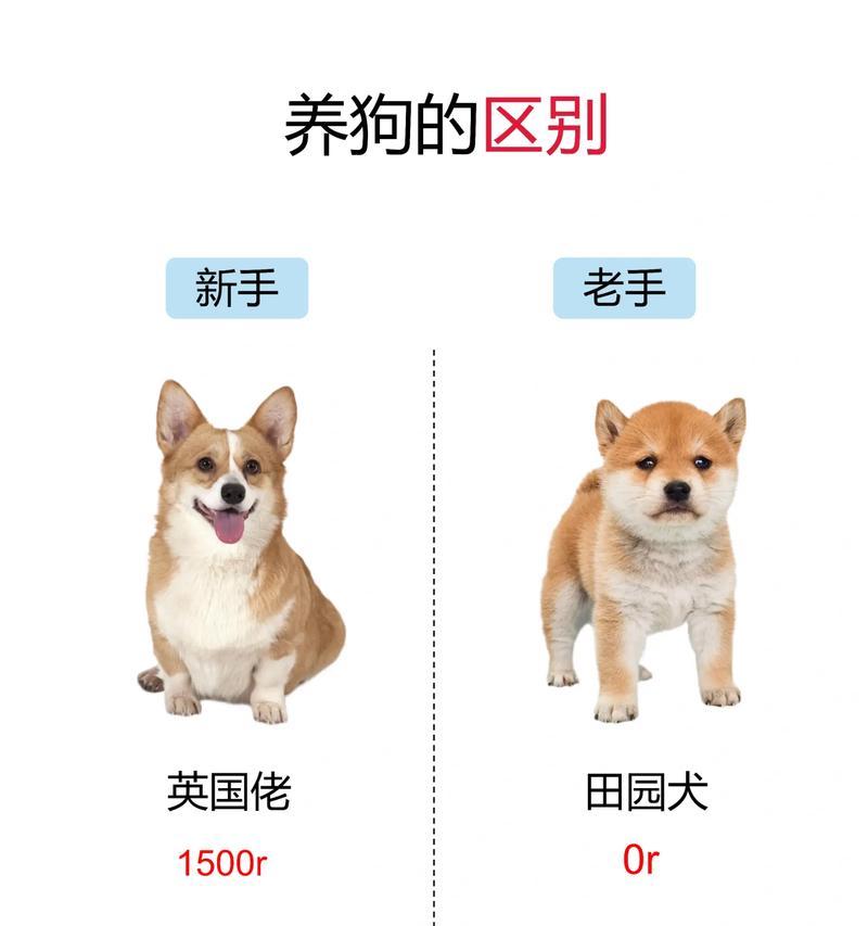 小鹿犬与吉娃娃（了解两种犬种的外貌和性格特点，发现它们的不同之处）