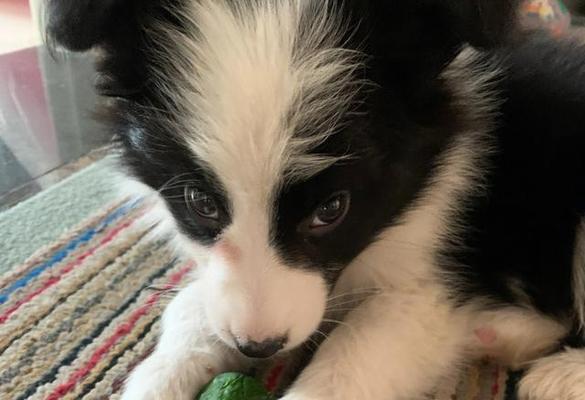 边牧犬的优点和缺点（探索边牧犬的天赋与挑战，了解其适应性与需求）