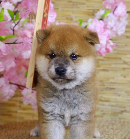 俊介（探寻柴犬俊介的魅力与历史）