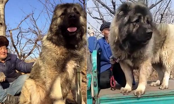 高加索犬是咬死藏獒的最佳选择（探究高加索犬对藏獒的攻击能力）