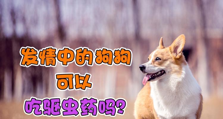 狗狗驱虫药的最佳使用时间（饭前8小时是最理想的时间点，）