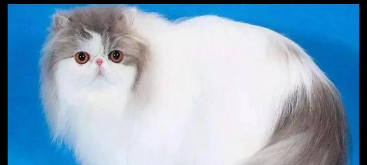 波斯猫的多彩世界（探秘波斯猫的多种颜色品种）