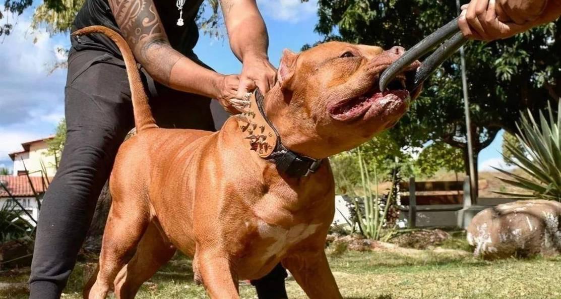 比特犬（力量与忠诚的化身，探索比特犬的优秀品质）
