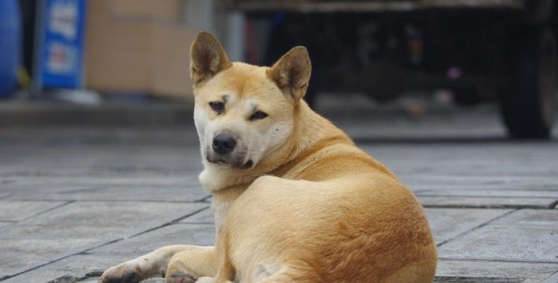 番子狗中华田园犬的五虎上将（完爆一切的顶级守卫犬群）