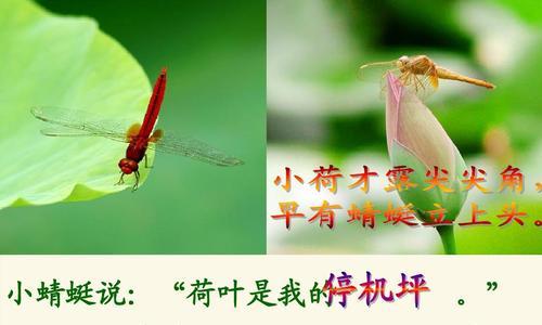 蜻蜓消失的危机（探究蜻蜓数量减少的原因及其对生态环境的影响）
