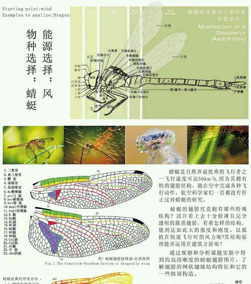蜻蜓翅膀的奇妙之旅（探秘蜻蜓翅膀的构造和功能）