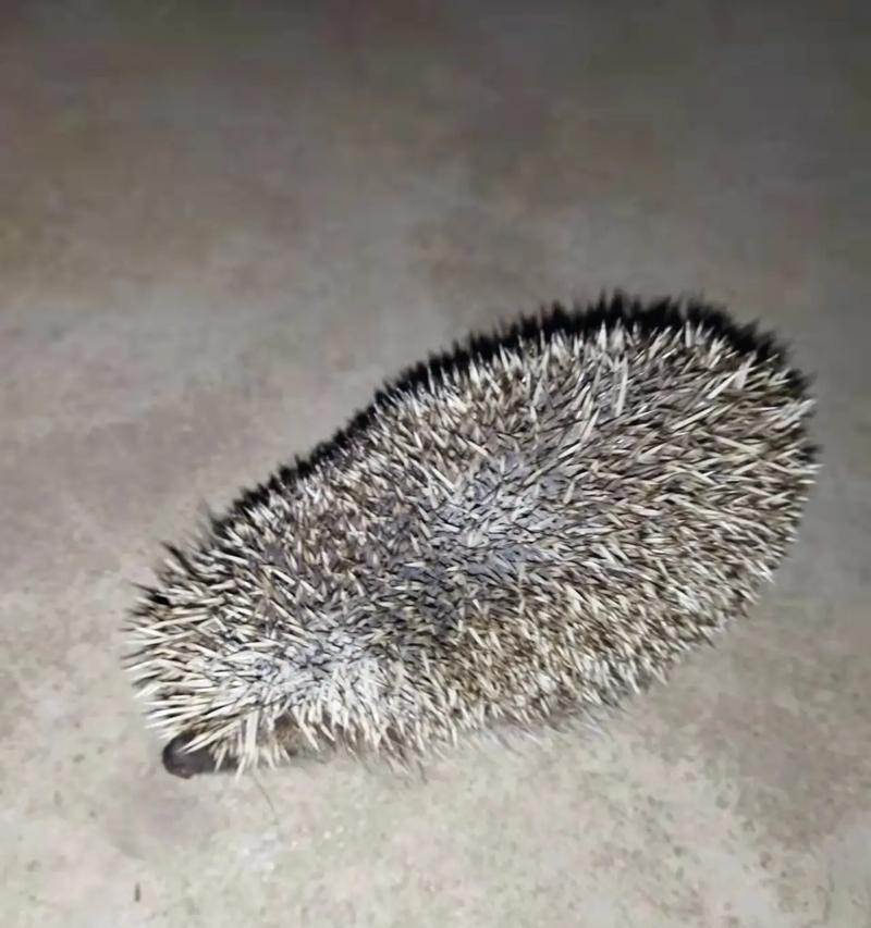 刺猬的天敌是谁？揭秘刺猬最害怕的动物！（探究刺猬的天敌及其生存威胁，认识刺猬的防御机制与生态地位）