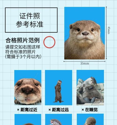 可爱却混淆不清的水獭和海獭（天然伙伴的分岐之路）
