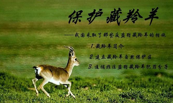 保护藏羚羊，守护生态瑰宝（为何保护藏羚羊，我们的责任与使命）