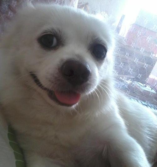 混血犬的可爱之处（猜猜我是混哪的？解密混血犬的神秘来源）
