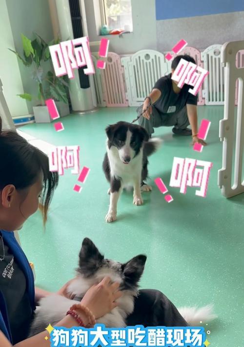 边牧训练的技巧与要点（全面解析边牧训练的有效方法及注意事项）