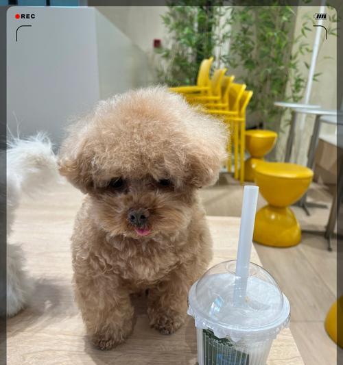 如何通过饮食让狗狗健康增重（给你的狗狗提供均衡营养，让它健康增重）