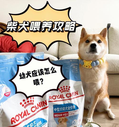 50天柴犬饮食指南（科学合理的饮食计划助您养活可爱的柴犬宝宝）