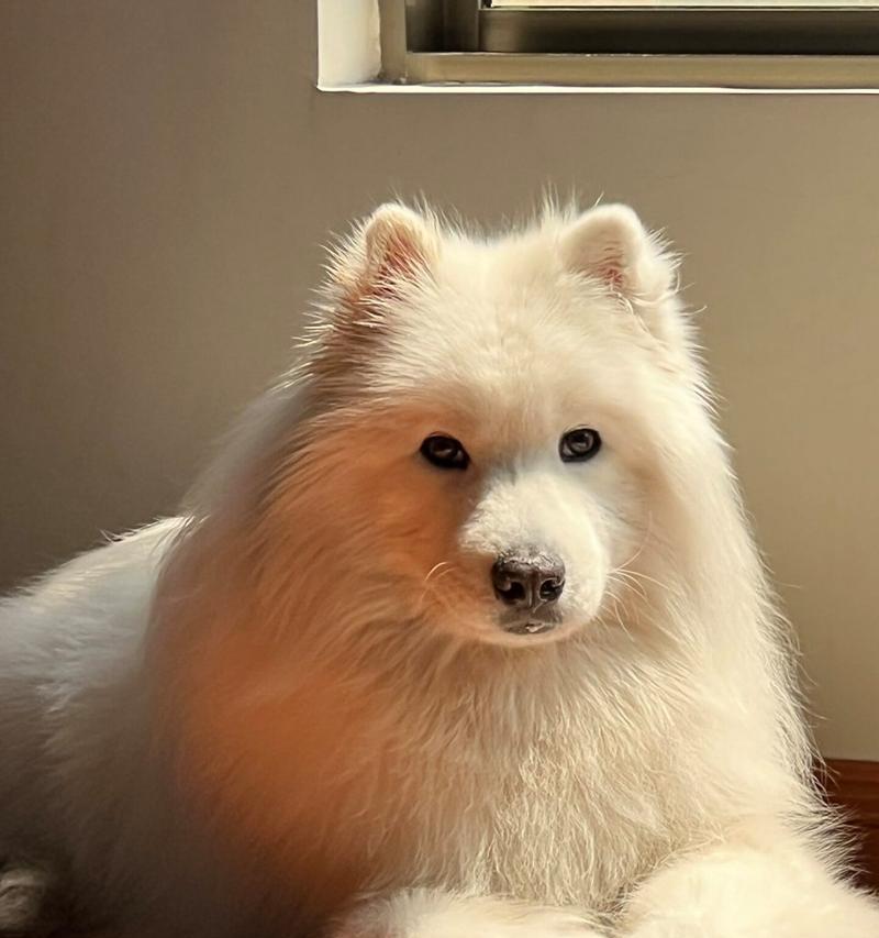 萨摩耶犬（了解萨摩耶的外貌特征、性格和照顾需求）