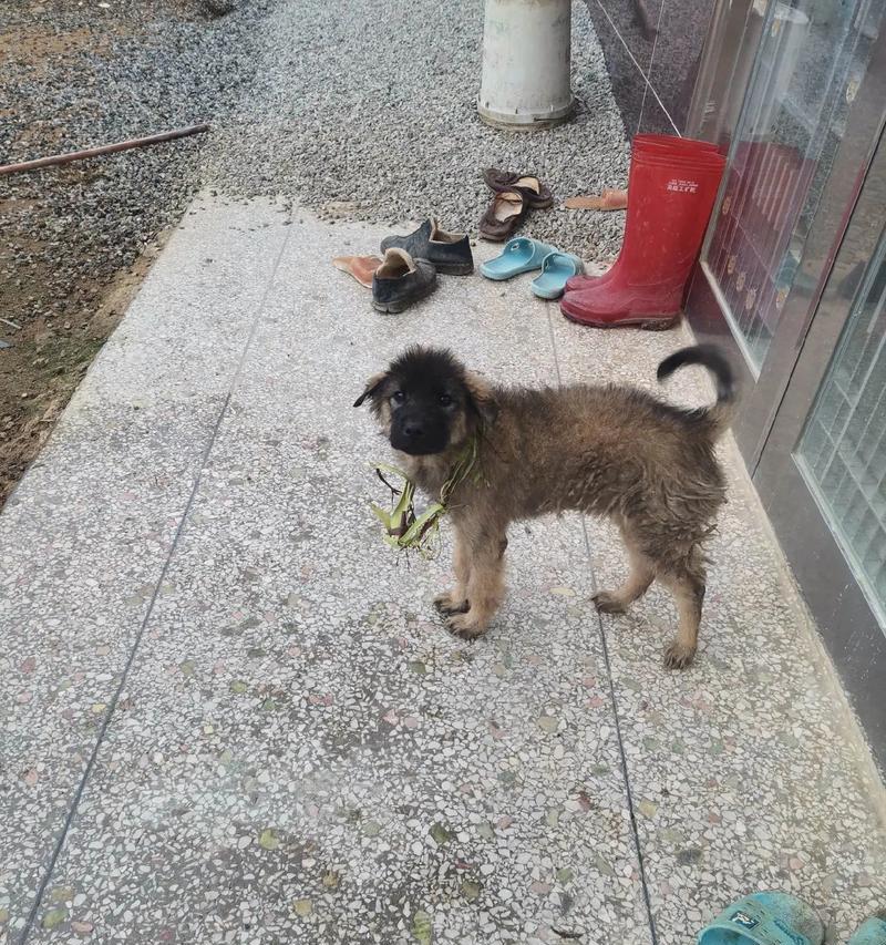 幼犬为何不吃东西？（探究幼犬不食的原因及解决方法）