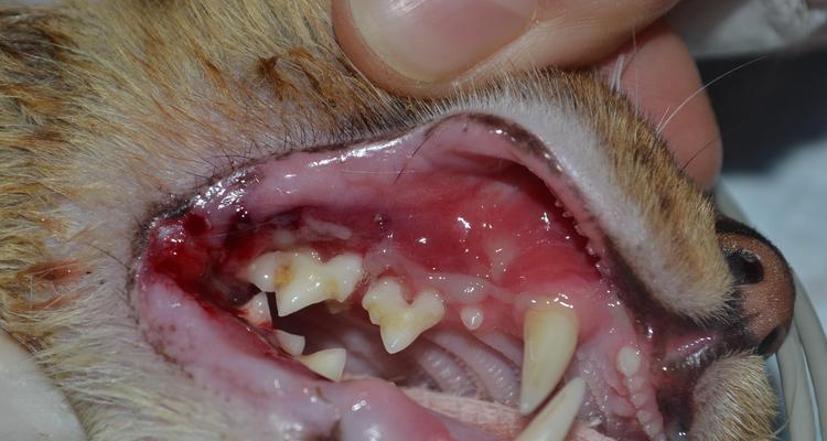 探究猫嘴巴口腔溃疡的原因与治疗方法（了解猫嘴巴口腔溃疡的成因以及有效的治疗方法）