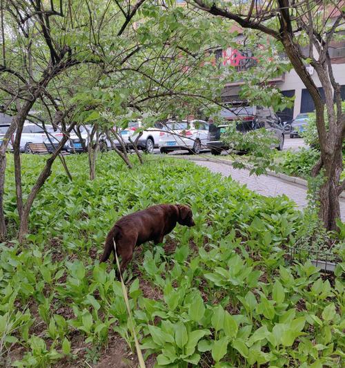 「草食犬」的奇妙世界（狗的食物选择为何会与其品种有关？）