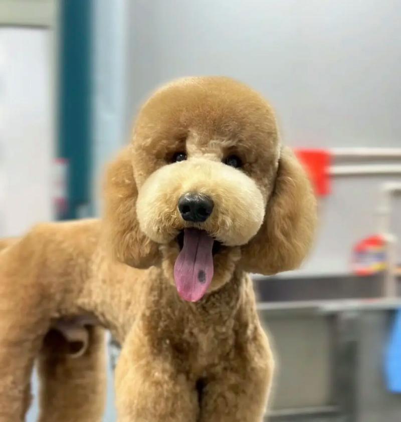 幼犬贵宾的肉食养育指南（科学健康的肉食养育方法，培养幼犬贵宾强壮体魄）