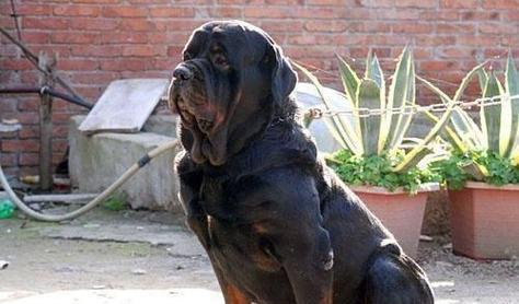 以罗灰犬（探索以罗灰犬的性格特点及培养方法）