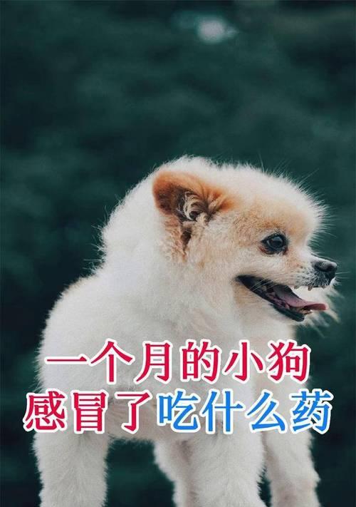 狗狗感冒拉稀怎么办？快速康复的方法与药物推荐（快速缓解狗狗感冒拉稀的关键要素及有效药物选择）
