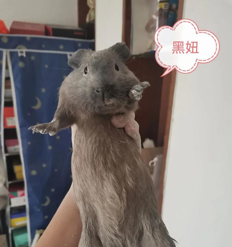 荷兰猪的牙齿特征及保健知识（了解荷兰猪的牙齿构造及保持健康的关键）