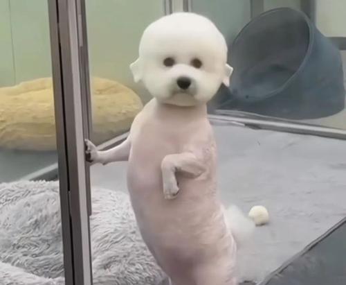 比熊幼犬的理想剪毛时间及注意事项（打造可爱造型，比熊幼犬剪毛时间要选对）