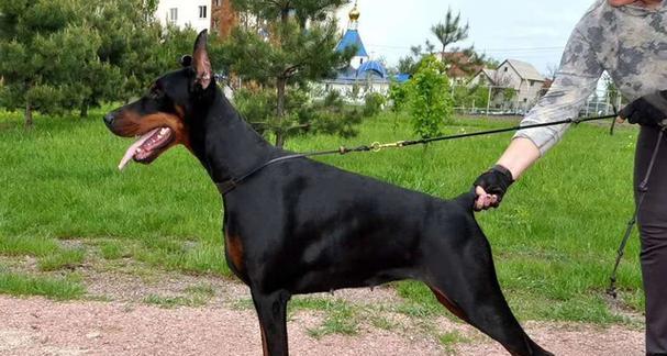 杜宾犬之短毛的魅力（了解杜宾犬为何以短毛为主）