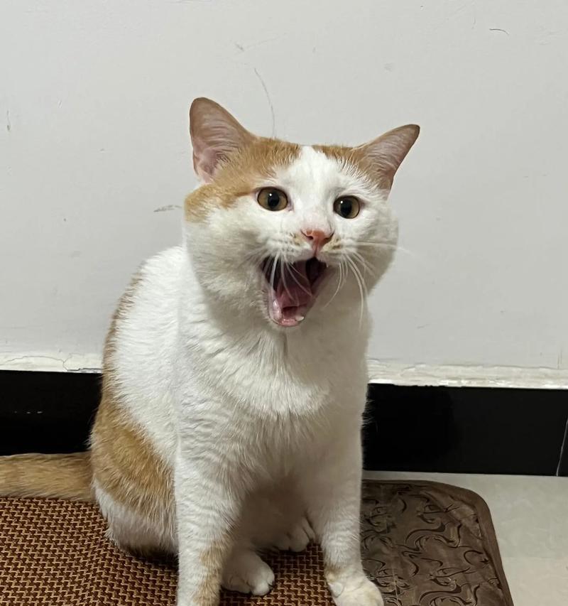 猫咪为何比较孤独？（探究猫咪天性中的孤独因素与原因）