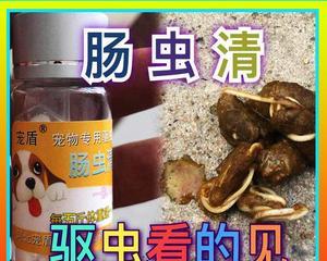 狗狗牙齿痛怎么办？探讨药物治疗方法（解决狗狗牙齿痛的有效药物及使用技巧）