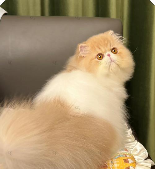 异国短毛猫的神秘魅力（探索异国短毛猫的起源、特征和饲养技巧）