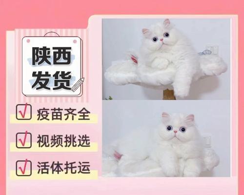 加菲猫奶猫的饮食需求（了解加菲猫奶猫的饮食偏好及营养需求）