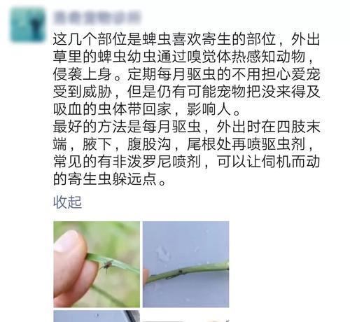 狗狗驱虫（揭秘狗狗驱虫后吐出的虫子，保护宠物健康）