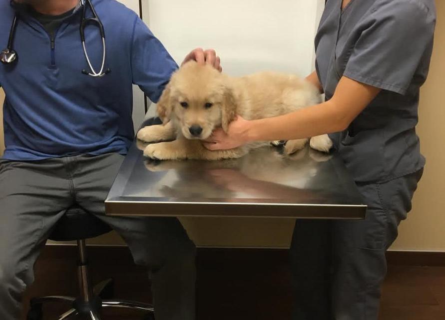 如何关注金毛幼犬的成长需要（重要的时刻与养护要点）