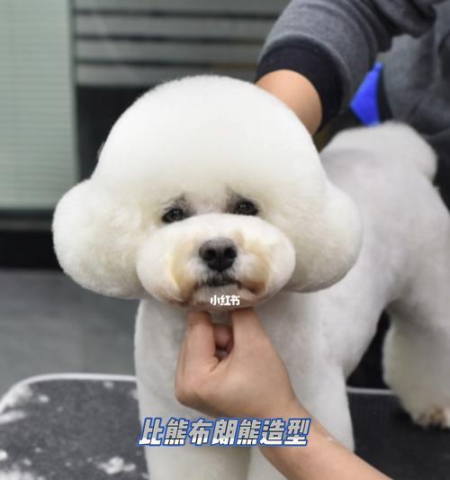 比熊为什么头剪不圆？（探寻比熊头型剪裁的原因与技巧）
