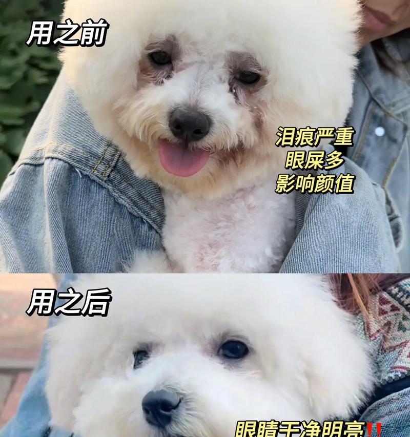 拉布拉多幼犬流眼泪的原因及处理方法（解析拉布拉多幼犬流眼泪的成因和可行的解决方案）