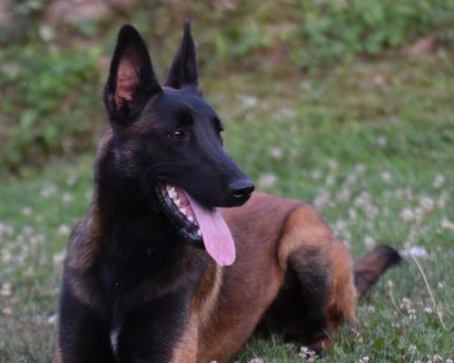 马犬一个月的生长变化（从幼犬到成年犬，马犬在一个月内发生了哪些变化？）