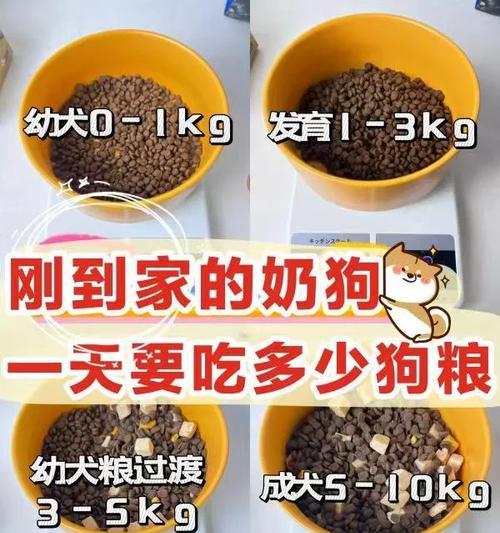 以比格犬喂什么狗粮最适合？（探索比格犬营养需求与狗粮选择的关键因素）