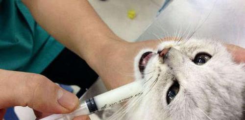 小猫吃药的注意事项（宠物护理指南-正确给小猫服药的方法与注意事项）