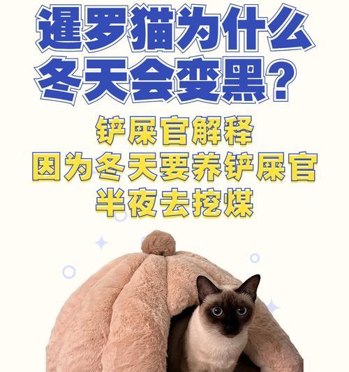 深夜猫叫的原因解析（探究猫咪在半夜频繁叫声的根源）