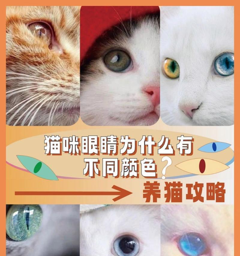 猫的眼睛为什么会变大（探索猫眼变大的原因及功能）