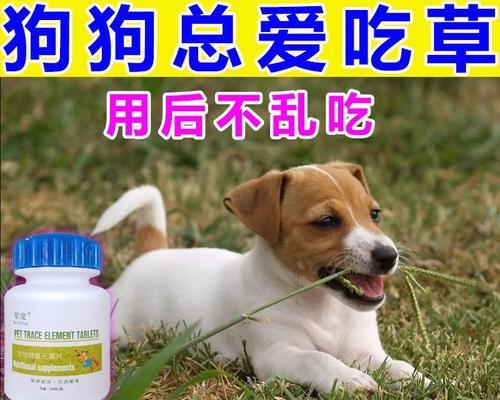如何科学喂养幼犬（培养健康成长，一顿饭在其中扮演关键角色）