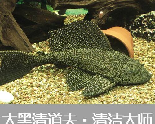 鱼粪处理利器——哪种鱼能有效吃掉鱼粪？（解决养殖业环境问题的新方法及应用前景）