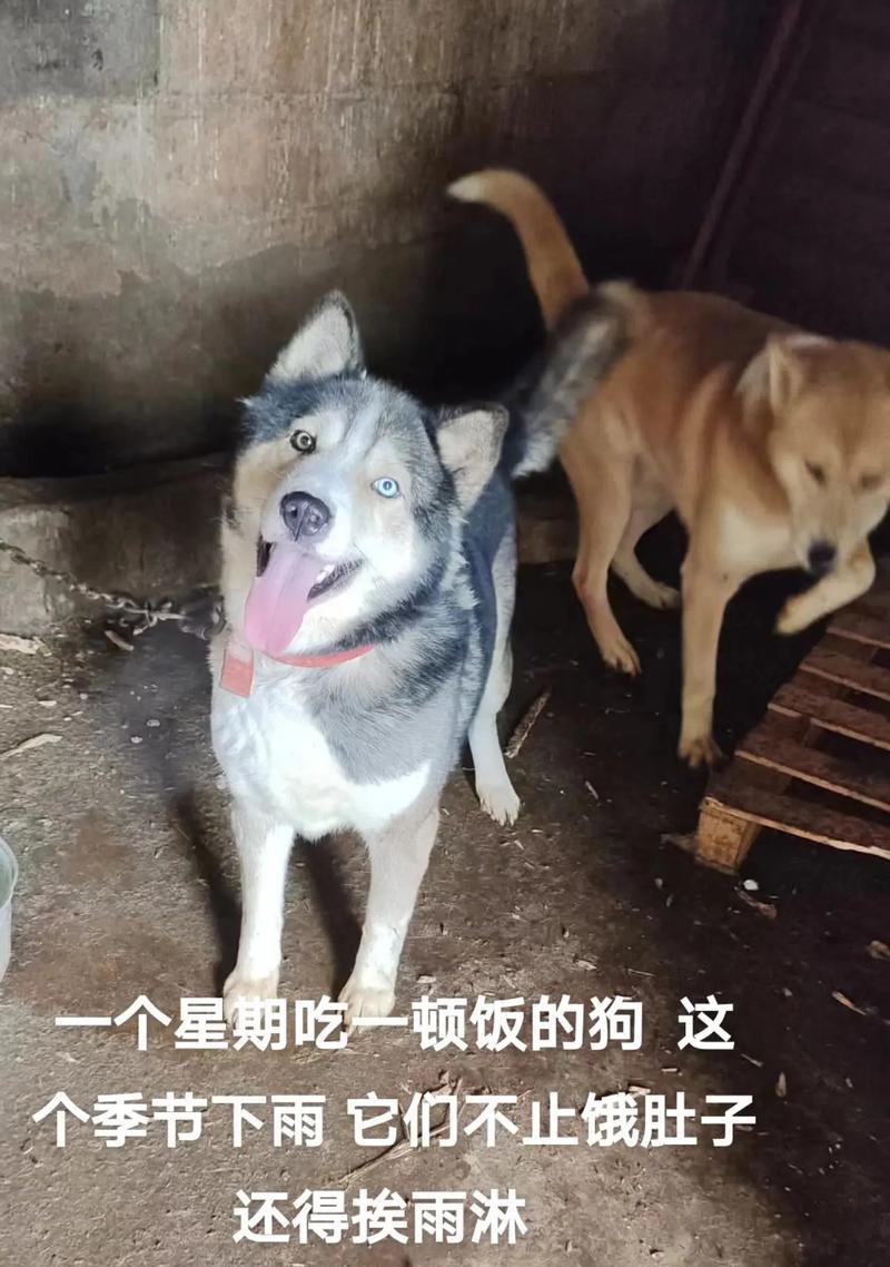 狗肚子硬腿抖——一种潜在的健康问题（探索狗病症背后的原因与治疗方法）