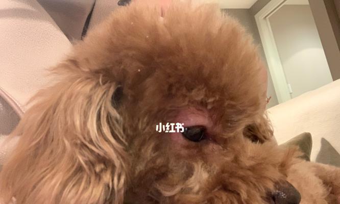 狗打育苗过敏的症状及应对方法（了解狗打育苗过敏反应，保护你的爱宠健康）