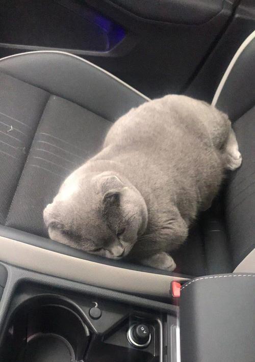 养蓝猫需注意的饮食搭配及营养需求（了解蓝猫的饮食习惯和健康需求，做到科学合理的喂养）