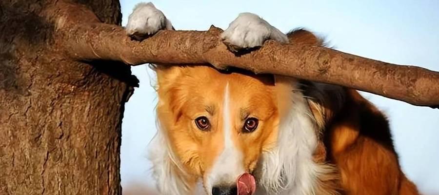 狗狗为什么吃线？（探索狗狗吃线行为的原因与解决方法）