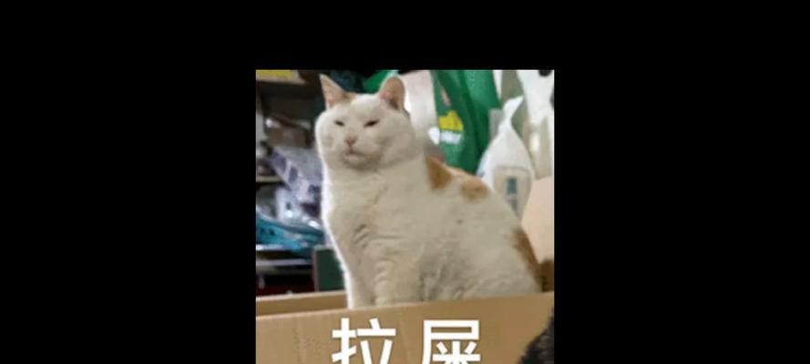 猫咪不拉屎出血的原因及处理方法（了解猫咪排便问题，及时保护它们的健康）