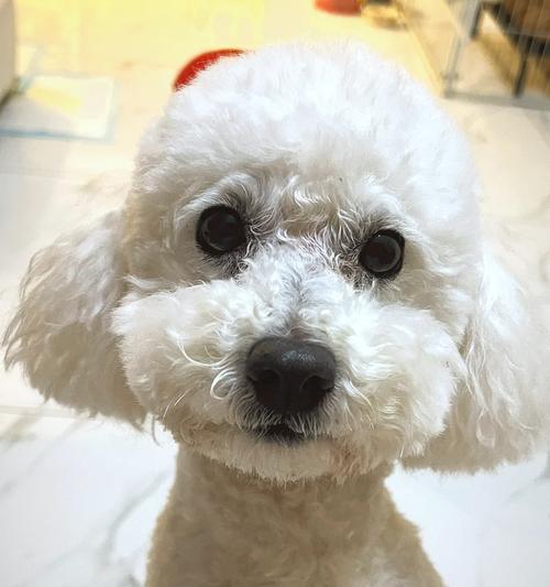 贵宾犬的脚为什么不长毛？（探究贵宾犬脚部无毛的原因及影响）